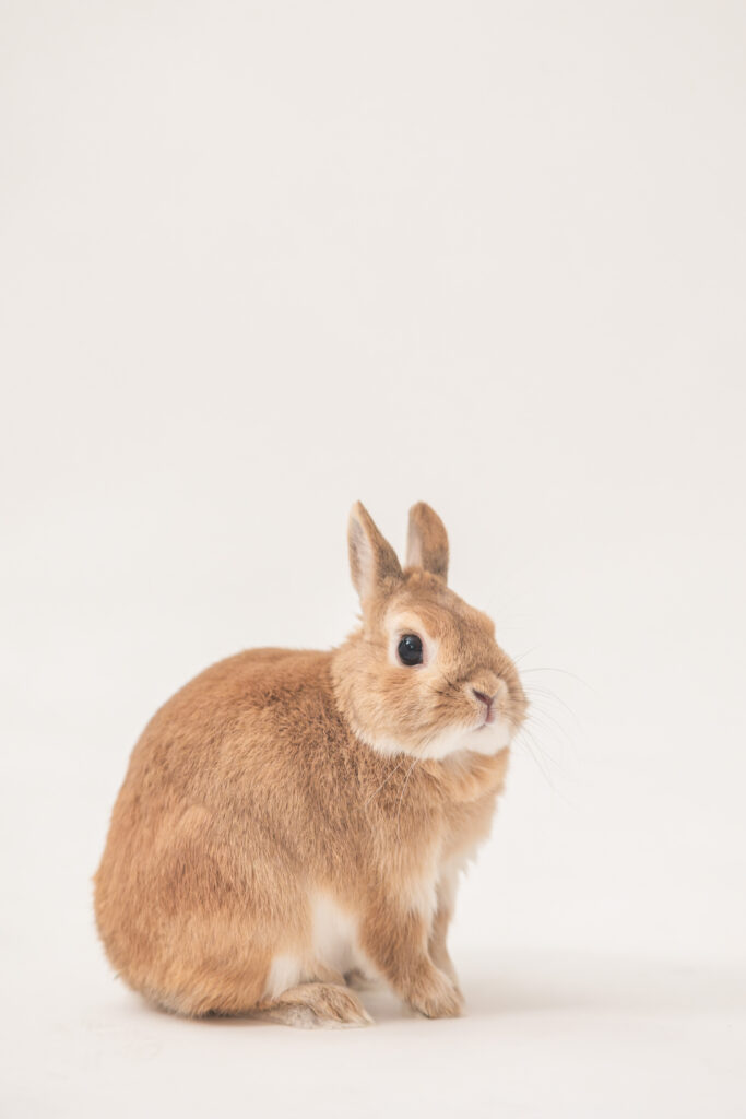 うさちゃんと一緒に楽しむ、貸切フォトウェディング