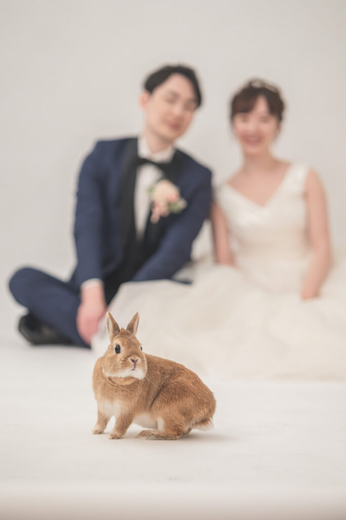 うさちゃんと一緒に楽しむ、貸切フォトウェディング